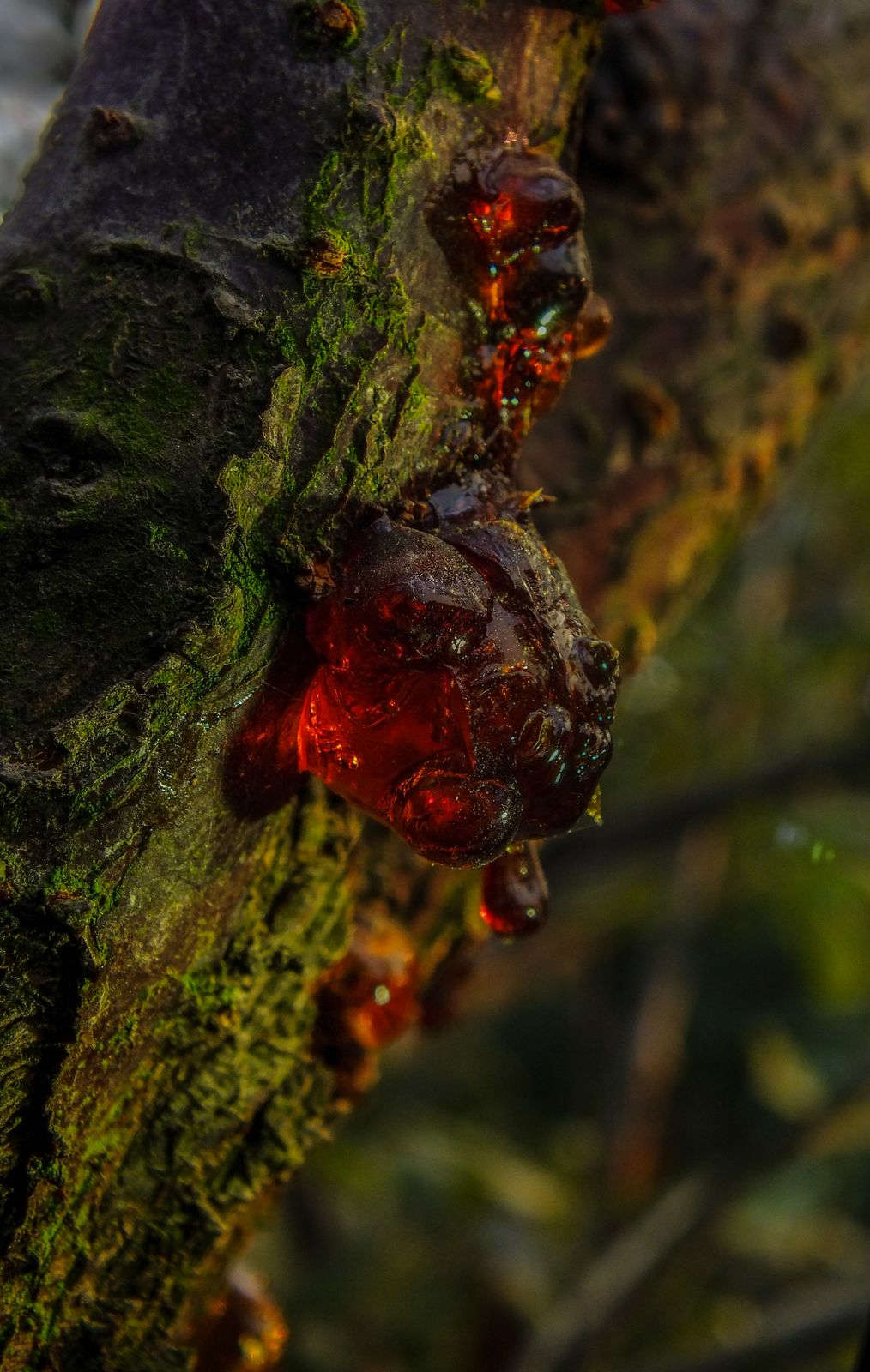 Glowing red-gold resin on dark bark