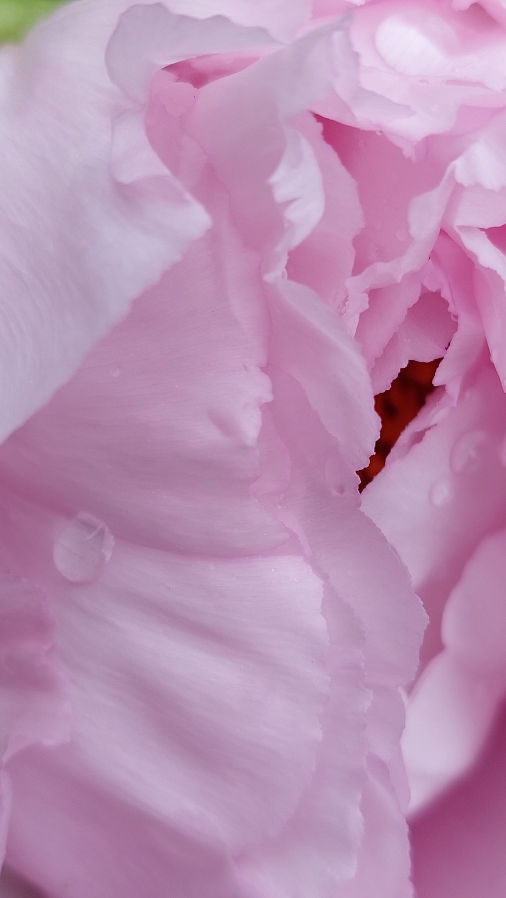 Dew drops resting on delicately folded pale-pink peony petals