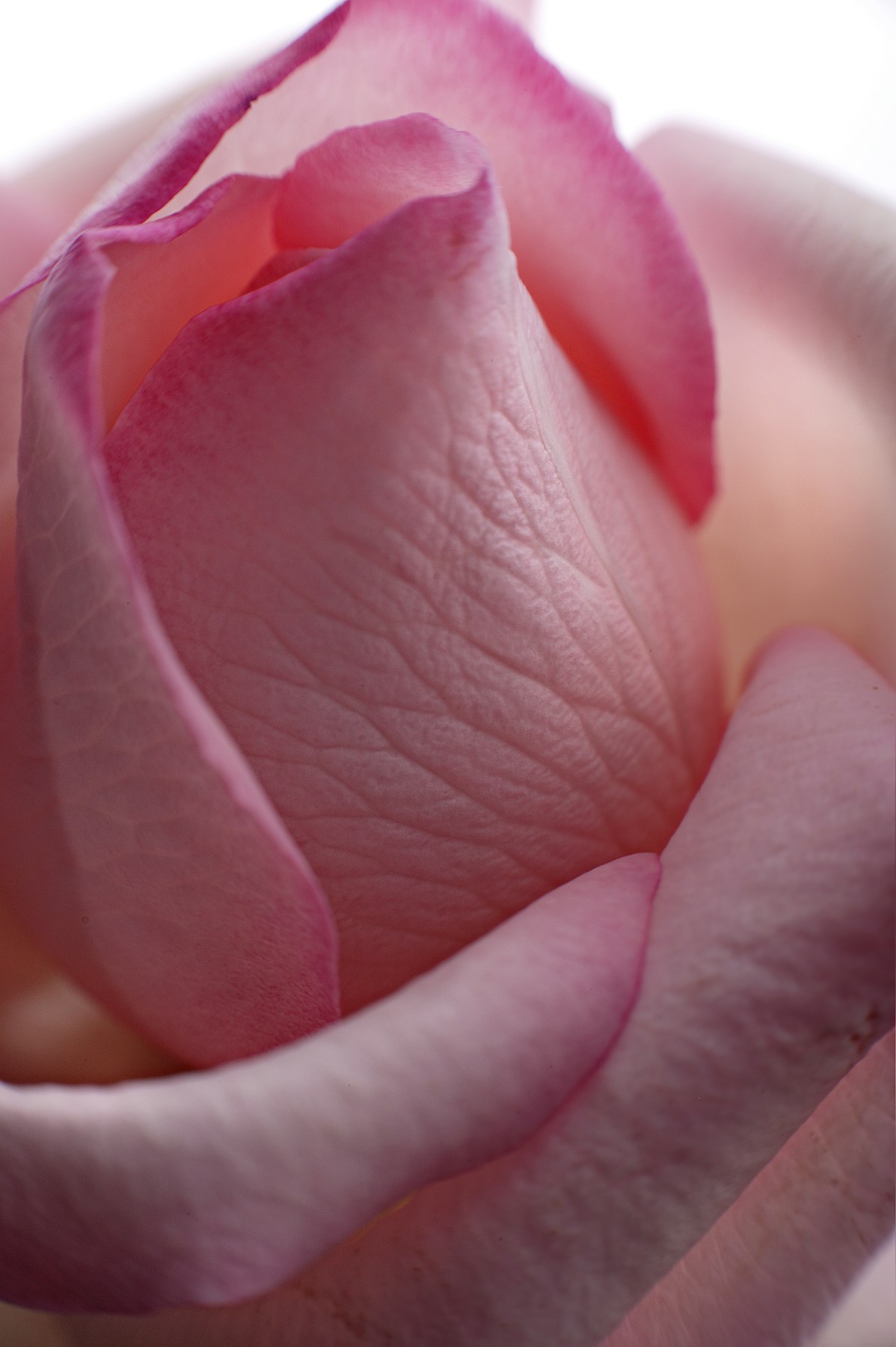 An intimate macro photograph of softly lit blush-pink rose petals