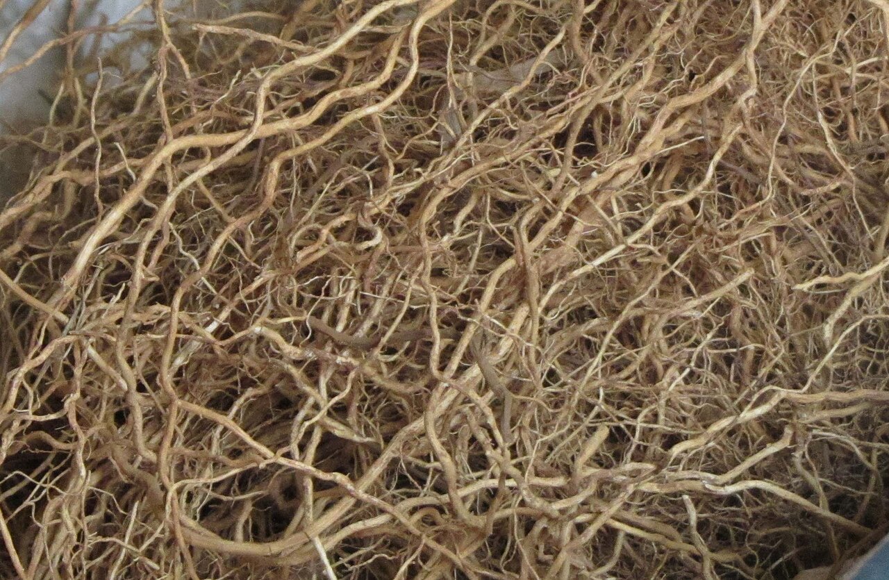 An intricate close-up of aromatic vetiver roots